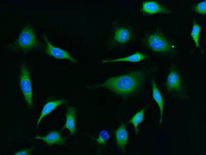 1605236585232400.jpeg 熒光染料生物.jpeg